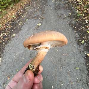 Unknown Species