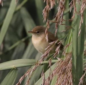 Garden Warbler
