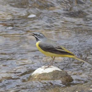 Grey Wagtail