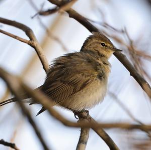 Willow Warbler