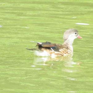 Mandarin Duck