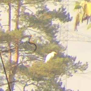 Great Egret