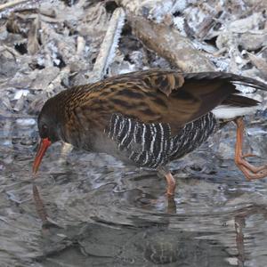 Water Rail