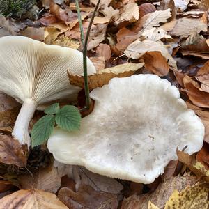 Fat-footed Clitocybe