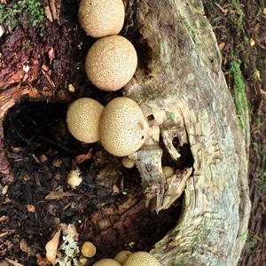 Pigskin Poison Puffball