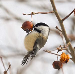 Willow Tit