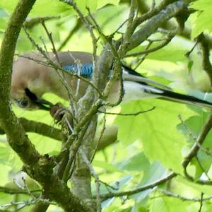 Eurasian Jay