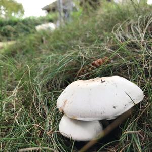 Unknown Species