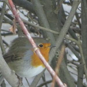 European Robin