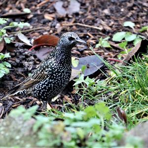 Common Starling