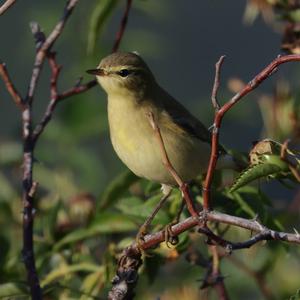 Willow Warbler
