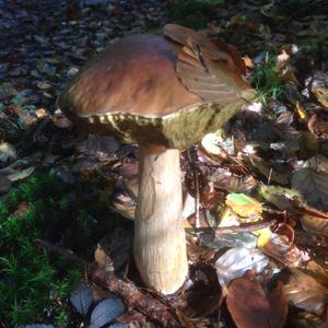 Summer Bolete
