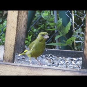 European Greenfinch