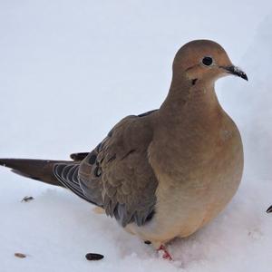 Mourning Dove