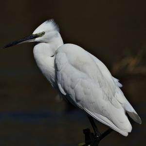 Little Egret