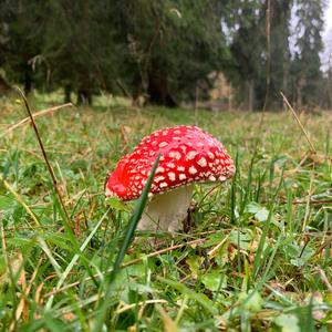 Fly Agaric