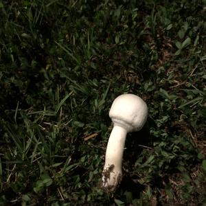 Unknown Species