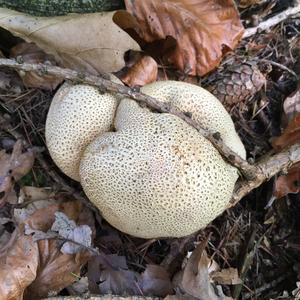 Pigskin Poison Puffball