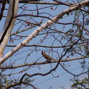 Northern Cardinal