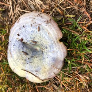 Unknown Species
