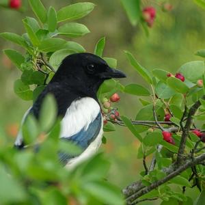 Black-billed Magpie