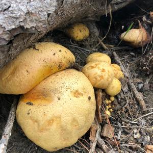 Unknown Species
