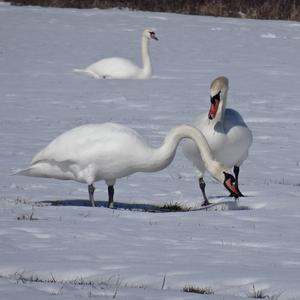 Mute Swan