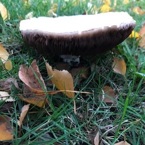 Unknown Species