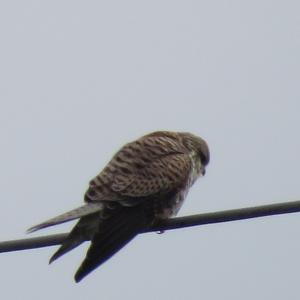 Common Kestrel