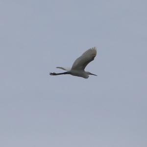 Little Egret