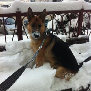 Deutscher Schäferhund