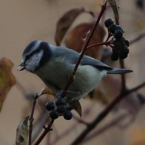 Blue Tit