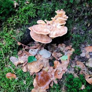 Black-staining Polypore
