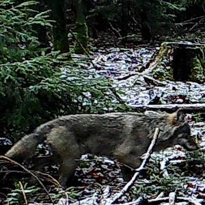 Gray Wolf