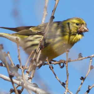 European Serin