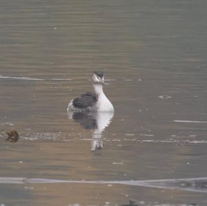 Great Crested Grebe