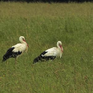 Weißstorch