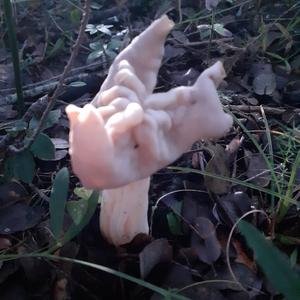 Fluted White Helvella