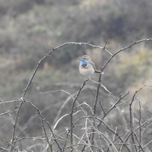 Bluethroat