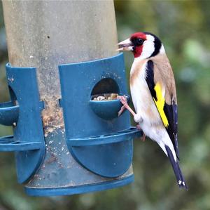 European Goldfinch