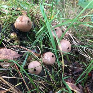 Flaschen-Stäubling