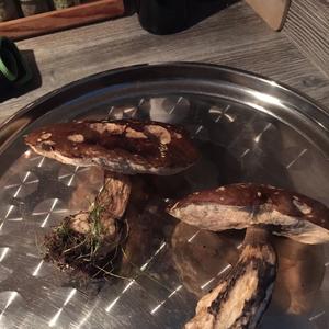 Xerocomus communis