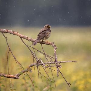 Corn Bunting