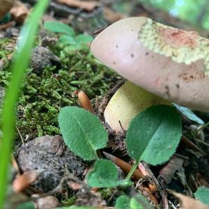 Unknown Species
