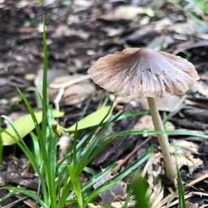 Unknown Species