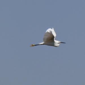 Little Egret