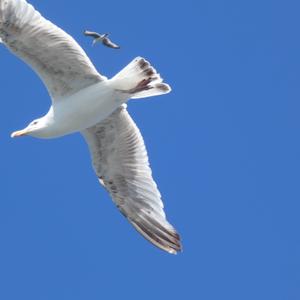 Herring Gull