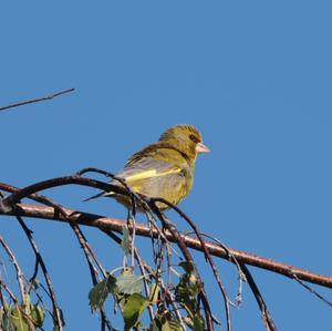 European Greenfinch