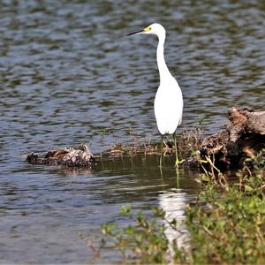 Little Egret