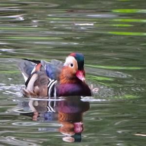 Mandarin Duck